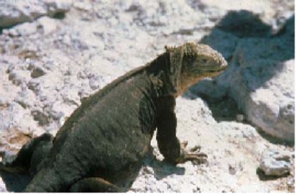 galapagos island